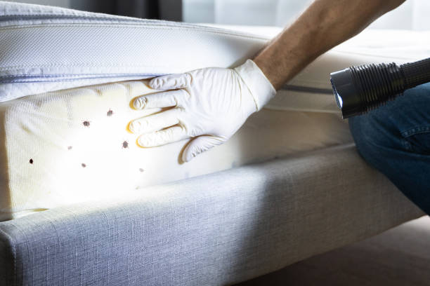 Trusted Harriman, NY Pest Control Experts